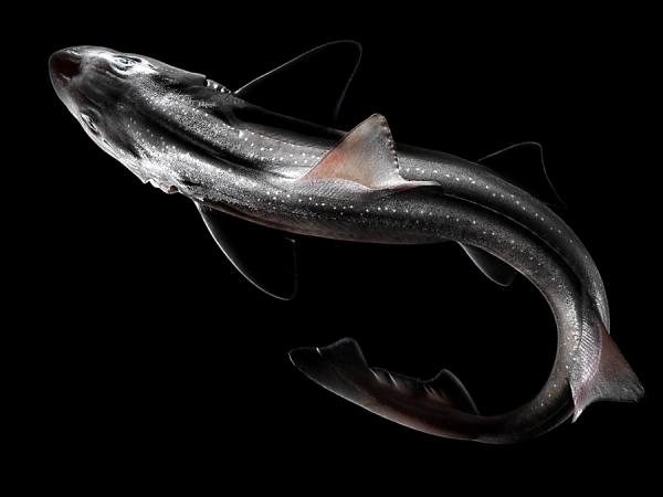 Photograph Lee George Hacker Dog Fish on One Eyeland